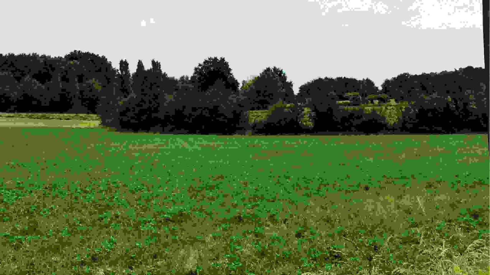 Terrain constructible de 1700m2 à Verneuil-sur-Indre