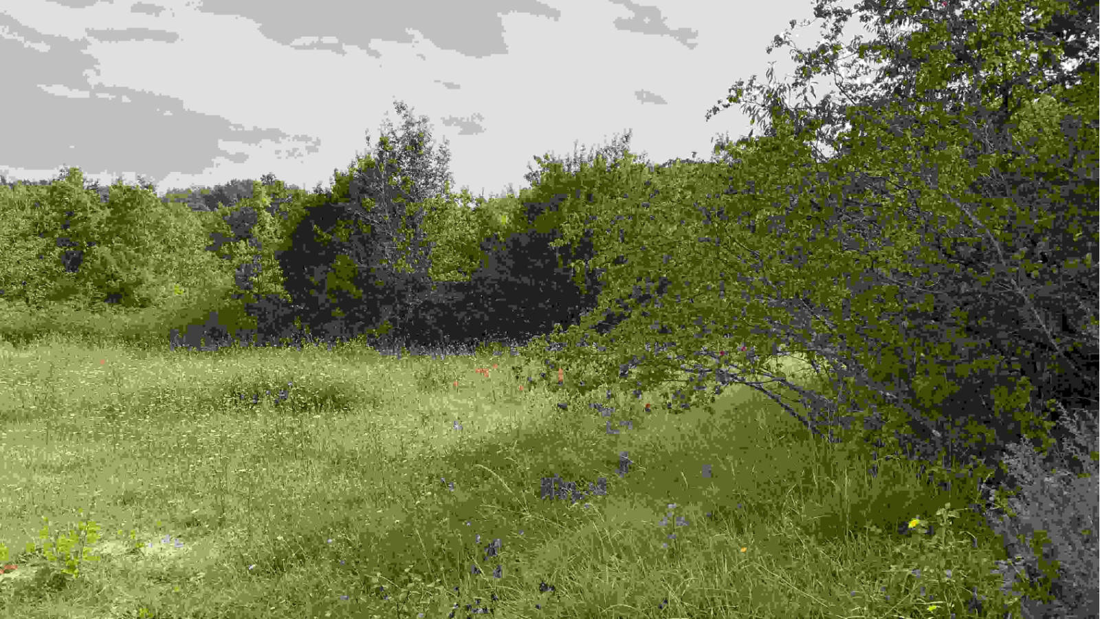 Terrain constructible de 506m2 à Cormery