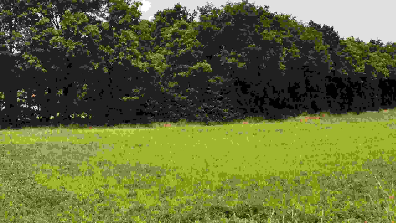 Terrain constructible de 1010m2 à Dolus-le-Sec