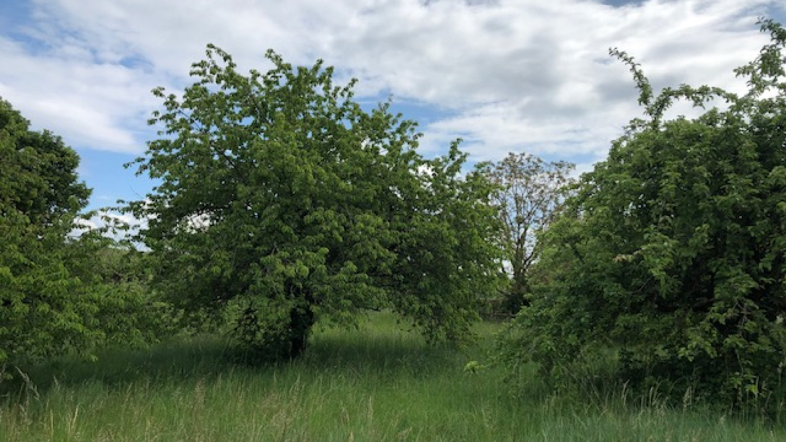Terrain constructible de 626m2 à Dolus-le-Sec